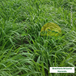 Brachiaria brizanta marandu