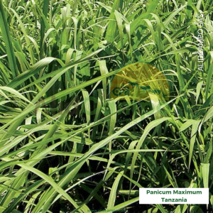Panicum maximum Tanzania