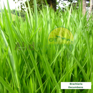 Brachiaria decumbens