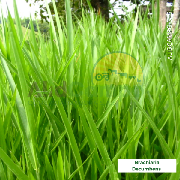 Brachiaria decumbens