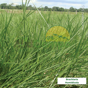 Brachiaria humidicola