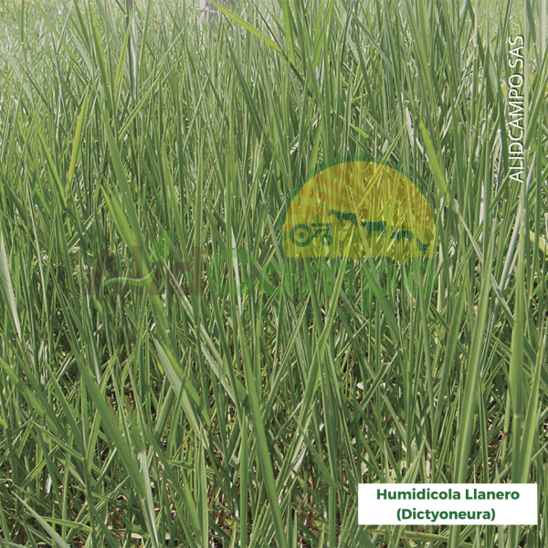 Humidicola llanero (Dictyoneura)