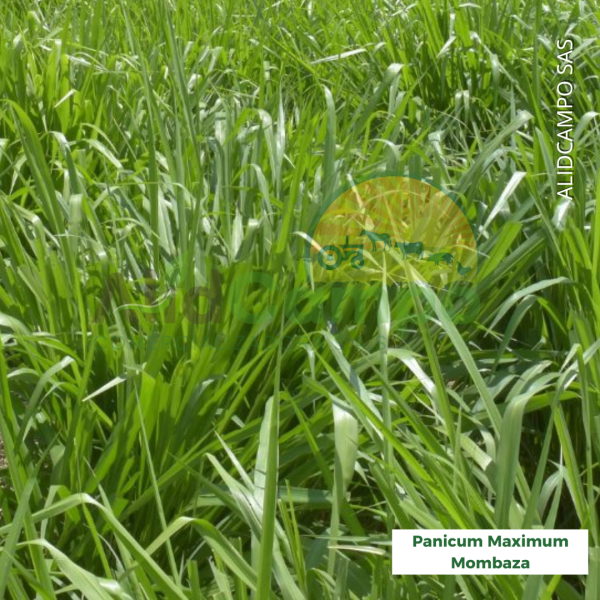 Panicum maximum mombaza