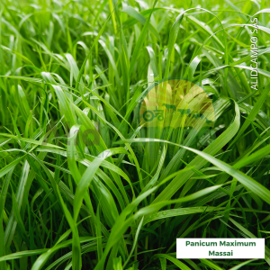 Panicum Maximum Massai